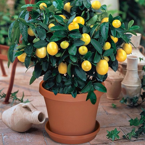 Citrus Plants A Gardener's Most Beautiful Provider of Shade, Fruit & Scent