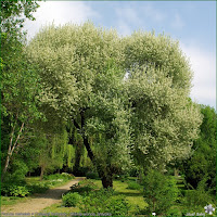 http://plantsgallery.blogspot.com/2013/04/prunus-mahaleb-cerasus-mahaleb-wisnia.html