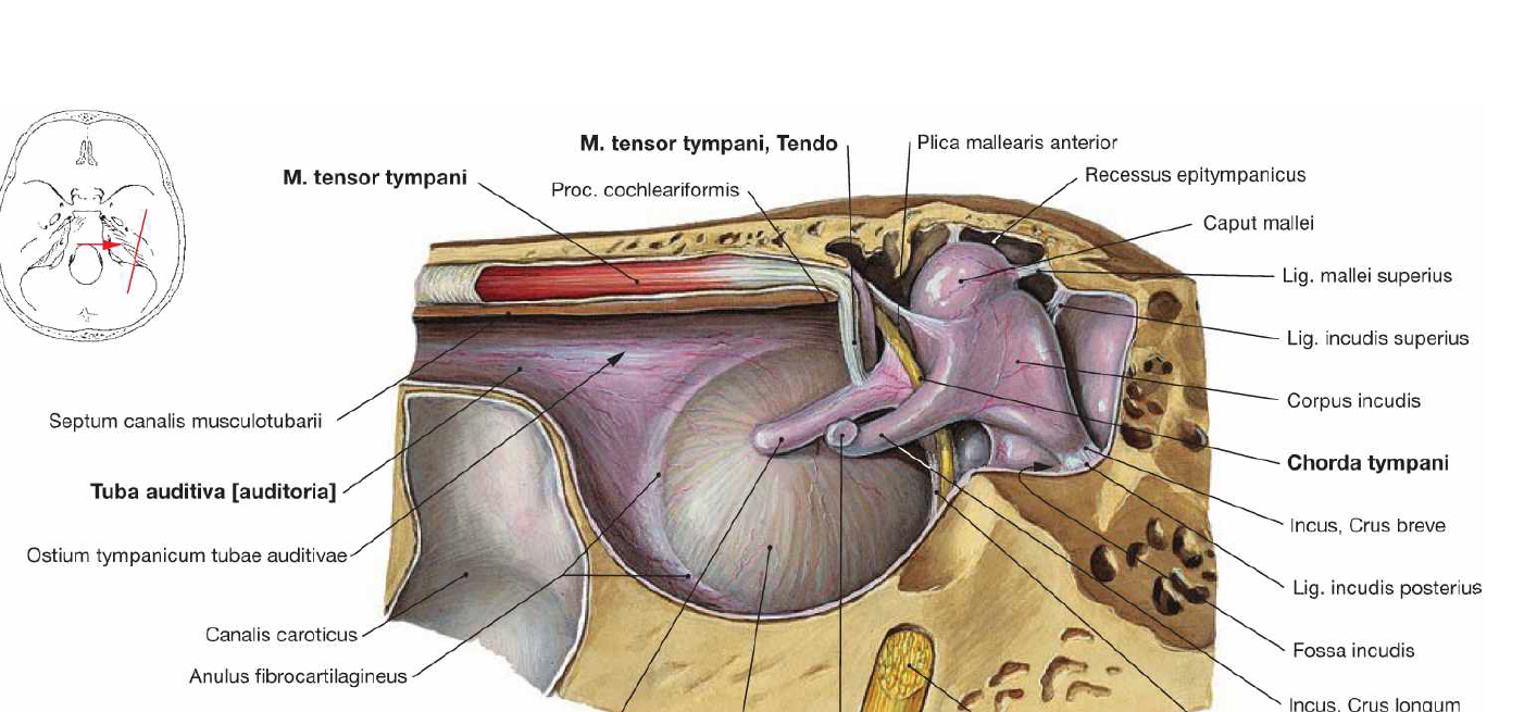 Anatomia da Orelha Orelha Média Anatomia da Orelha Orelha Média