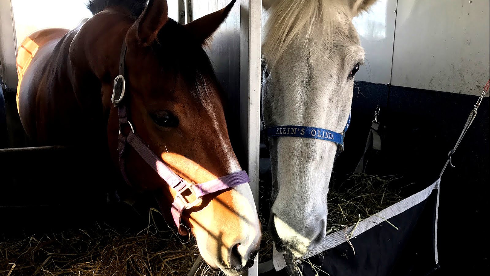 Horse Training Insurance Horse Choices