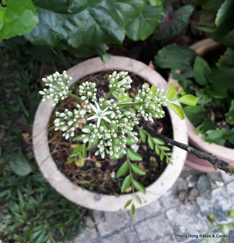 PH the Malaysian Carnivore Curry Flowers Don't Smell Like Curry