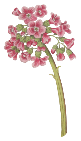 ARIE CELLULAR Koleksi Gambar  Bunga  Format PNG 