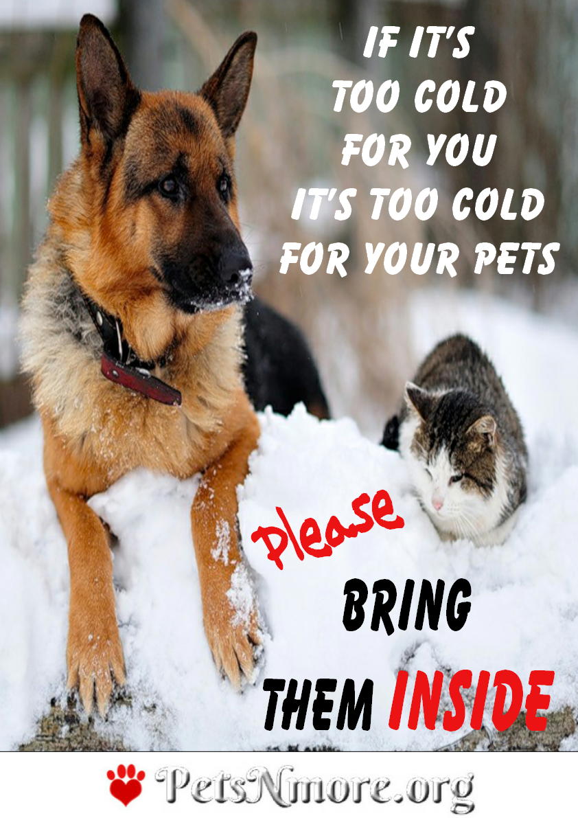 PetsNMore How To Protect Your Pet During Winter and Cold Weather