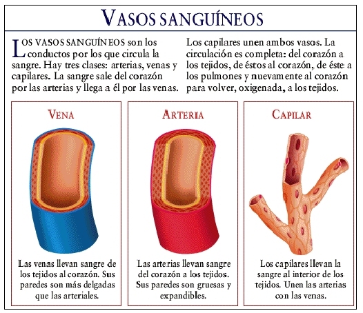 Sanguíneos vasos de trastornos pared de los la