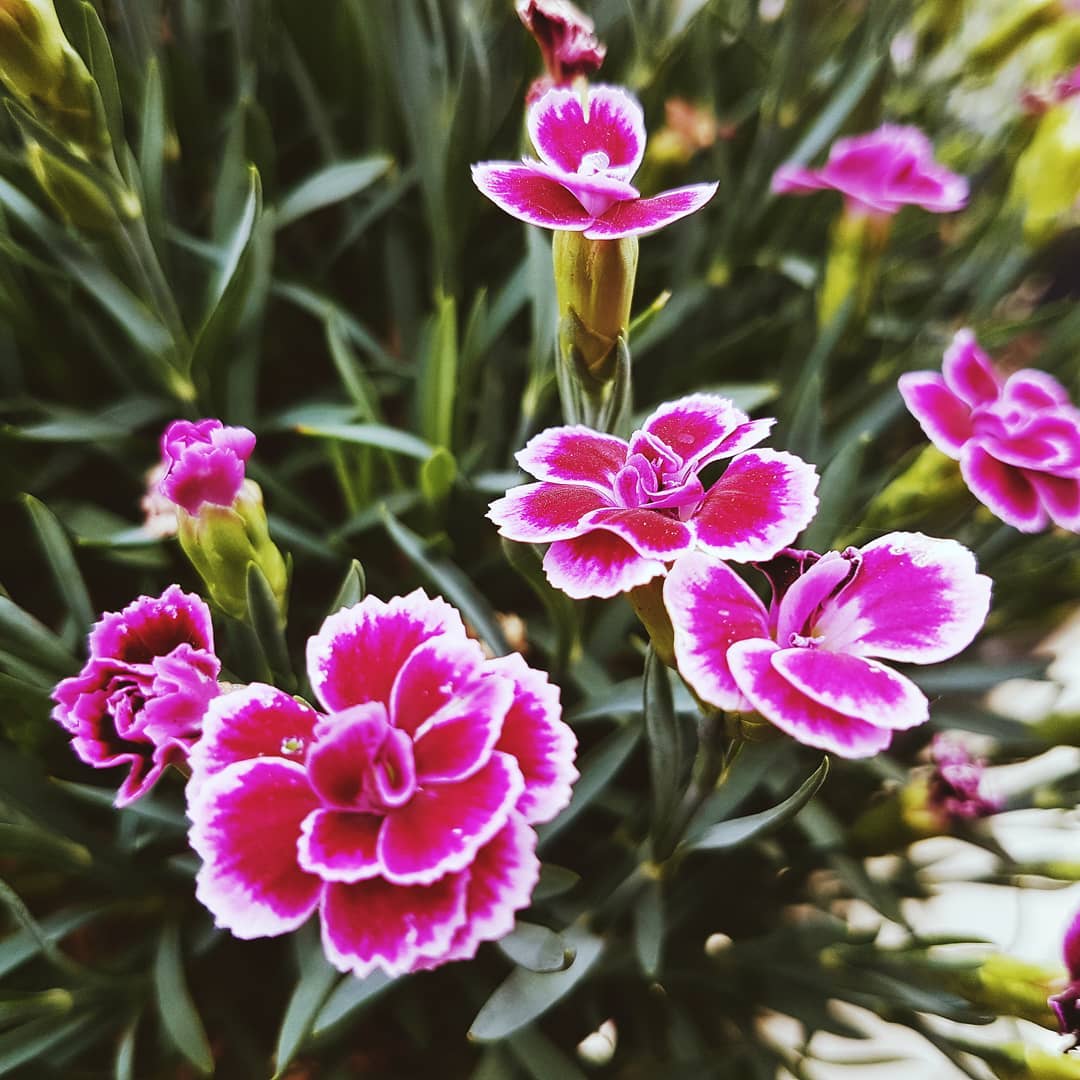 Tuyển chọn 500 bộ hình ảnh bó hoa cẩm chướng đẹp mới nhất