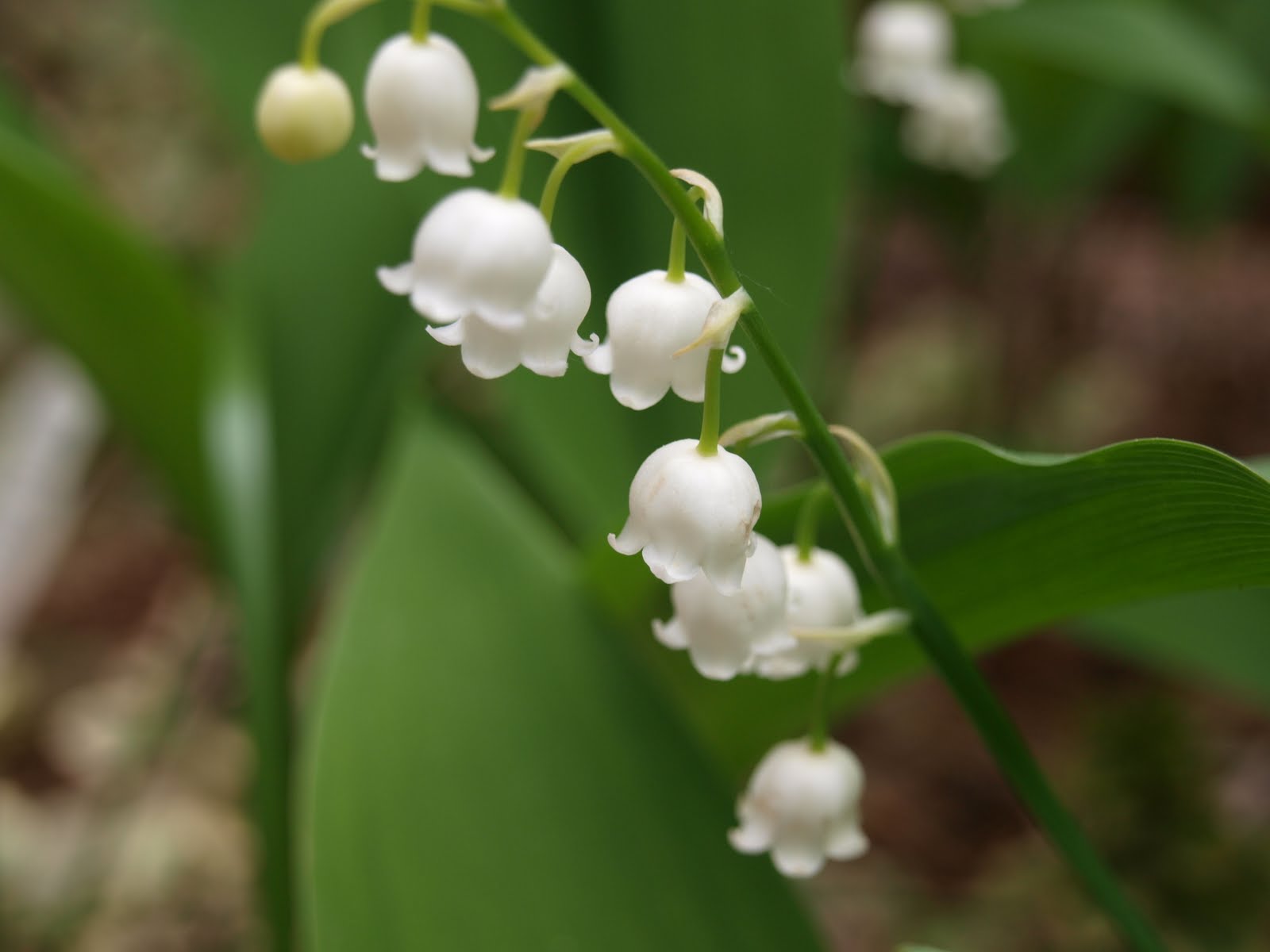My Cottage Garden "White Choral Bells"