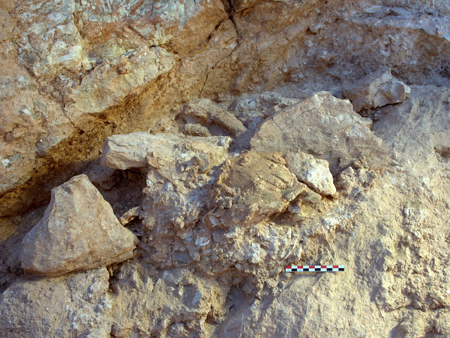 Moroccan fossils show Human ancestors’ diet of game Moroccan fossils show Human ancestors’ diet of game