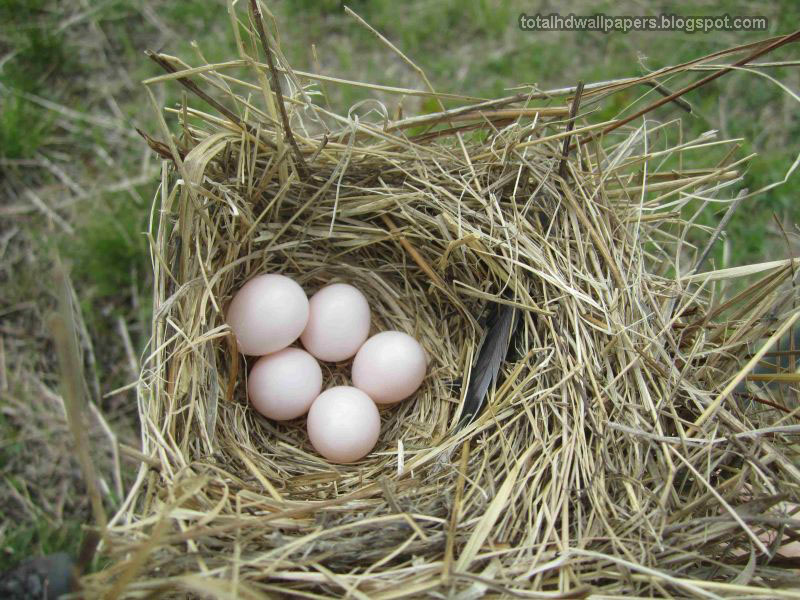 Bird egg in Eggshell Wallpapers hd - Free Wallpaper