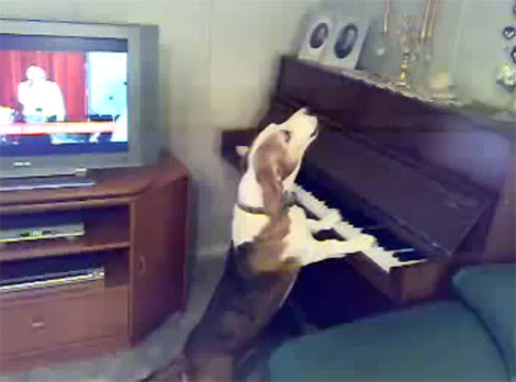 Video : 弾き語りで熱唱するイヌ ! !