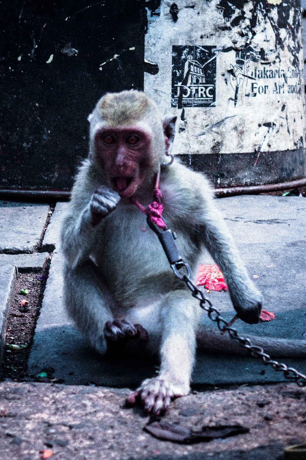 TEKNIK FOTOGRAFI WILDLIFE DAN CONTOHNYA
