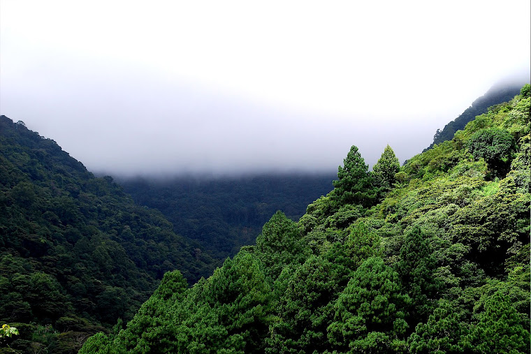 Bosque Nublado
