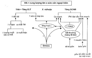 Cơ chế tăng huyết áp
