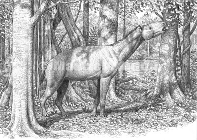 palaeotheridae Palaeotherium