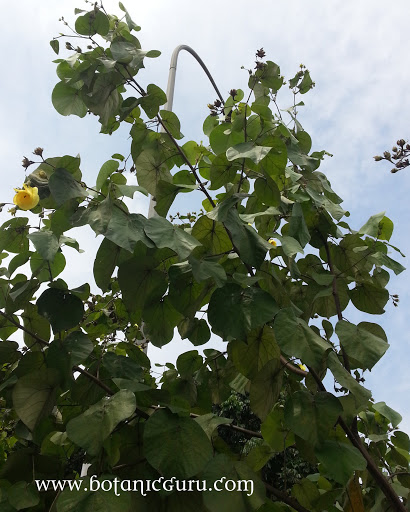 Hibiscus tiliaceus, Sea Hibiscus