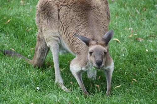 Western Grey Kangaroo Western Grey Kangaroo