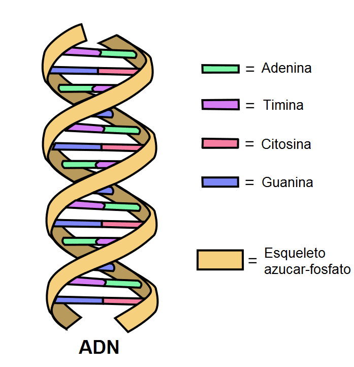 El Adn Como Estructura Involucrada En La Reproducción Celular