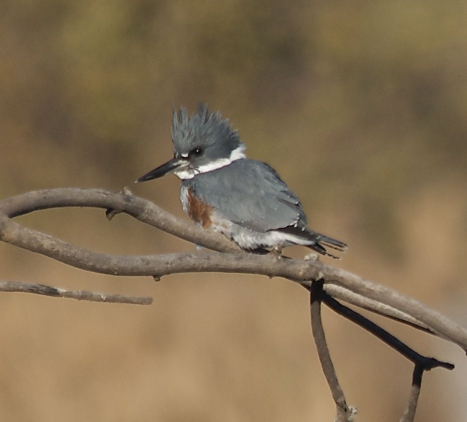 PHOTOGRAPHY BY DEB HIRT Oklahoma Breeding Bird Species Profile Belted