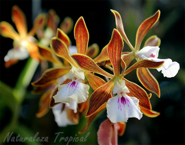 Flor de la orquídea de chocolate (Encyclia phoenicea)