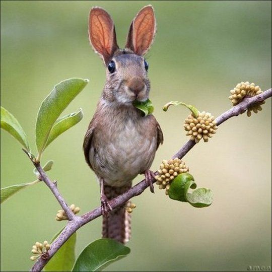 art sci wicked photoshopped animal hybrids