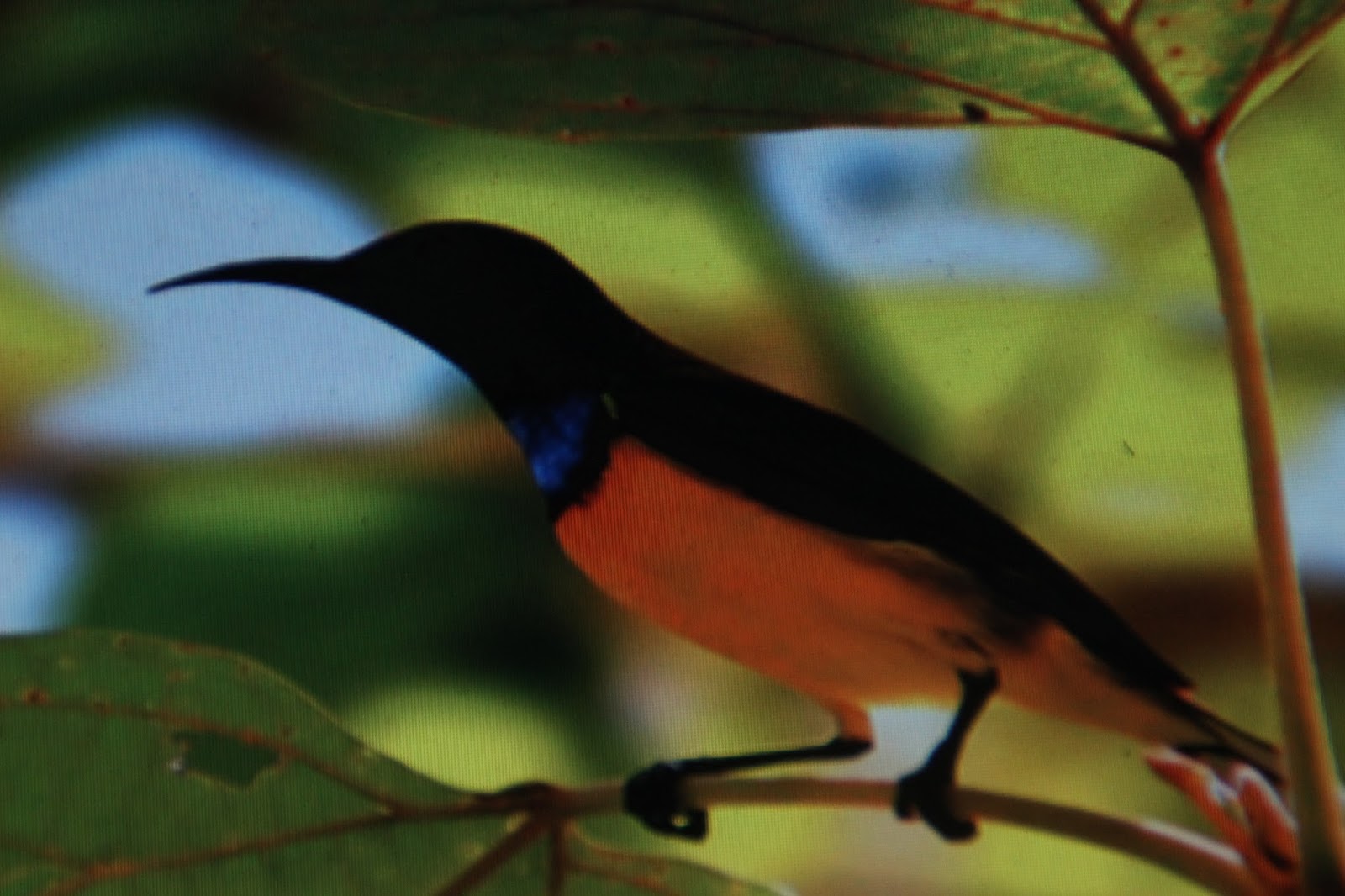 Material Sarang Burung Srigantil Kolibri Kelapa Bagian 01