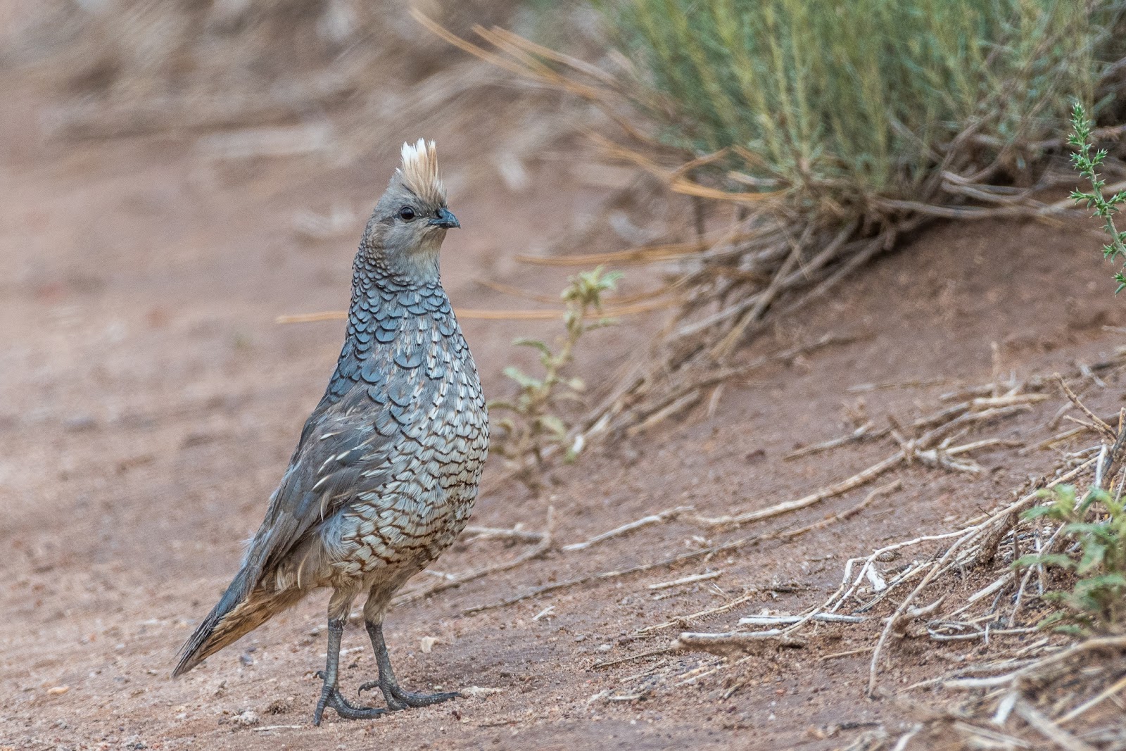 NeoVista Birds and Wildlife Arizona Feathers, Scales, Tails, Shells