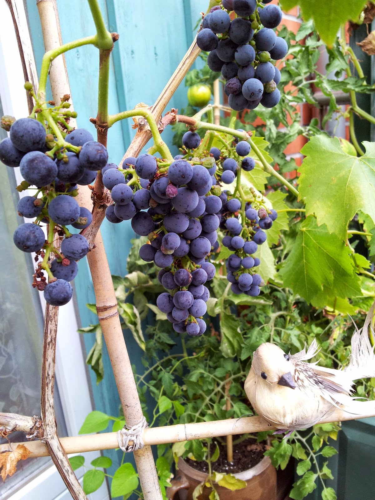 Balkonernte Ein Balkongärtner baut Gemüse auf dem Balkon an.