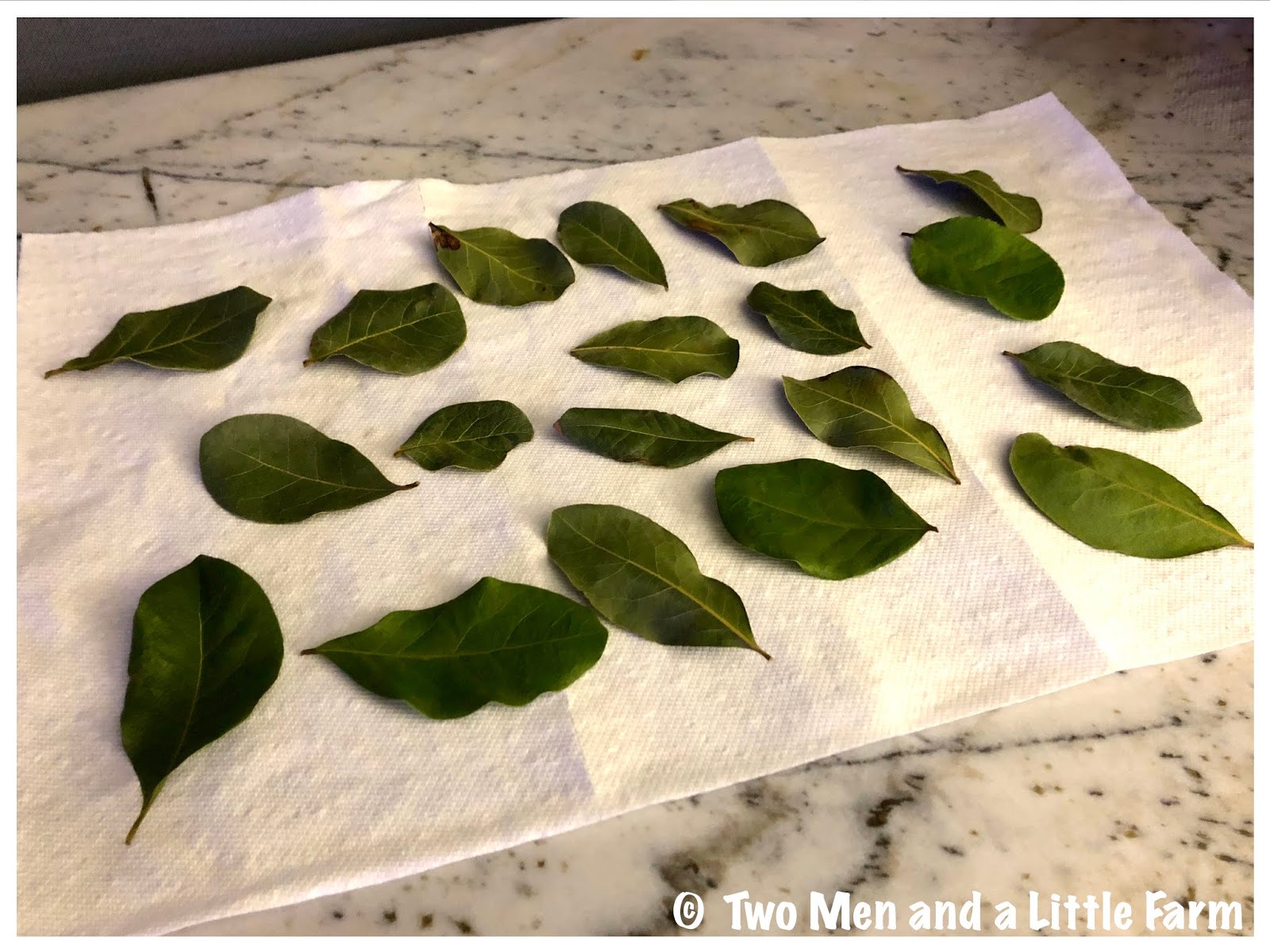 Two Men and a Little Farm HARVESTING BAY LEAVES AND DELICIOUS MEATLOAF