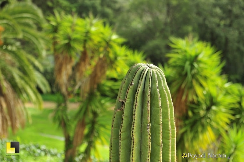 sommet de cactus cierge domaine du rayol photo Pascal Blachier