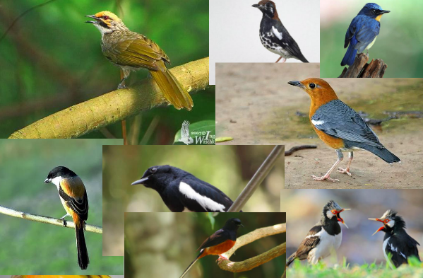 880+ Gambar Burung Indonesia HD