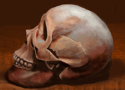skull study