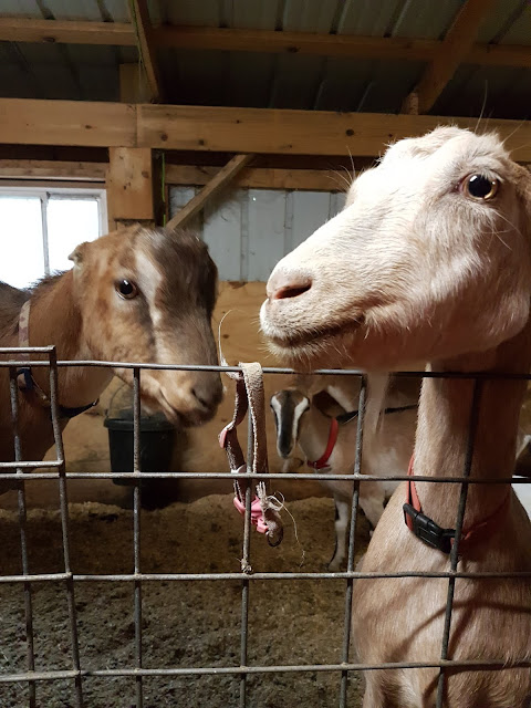 Silly Goat Company Thunder Bay