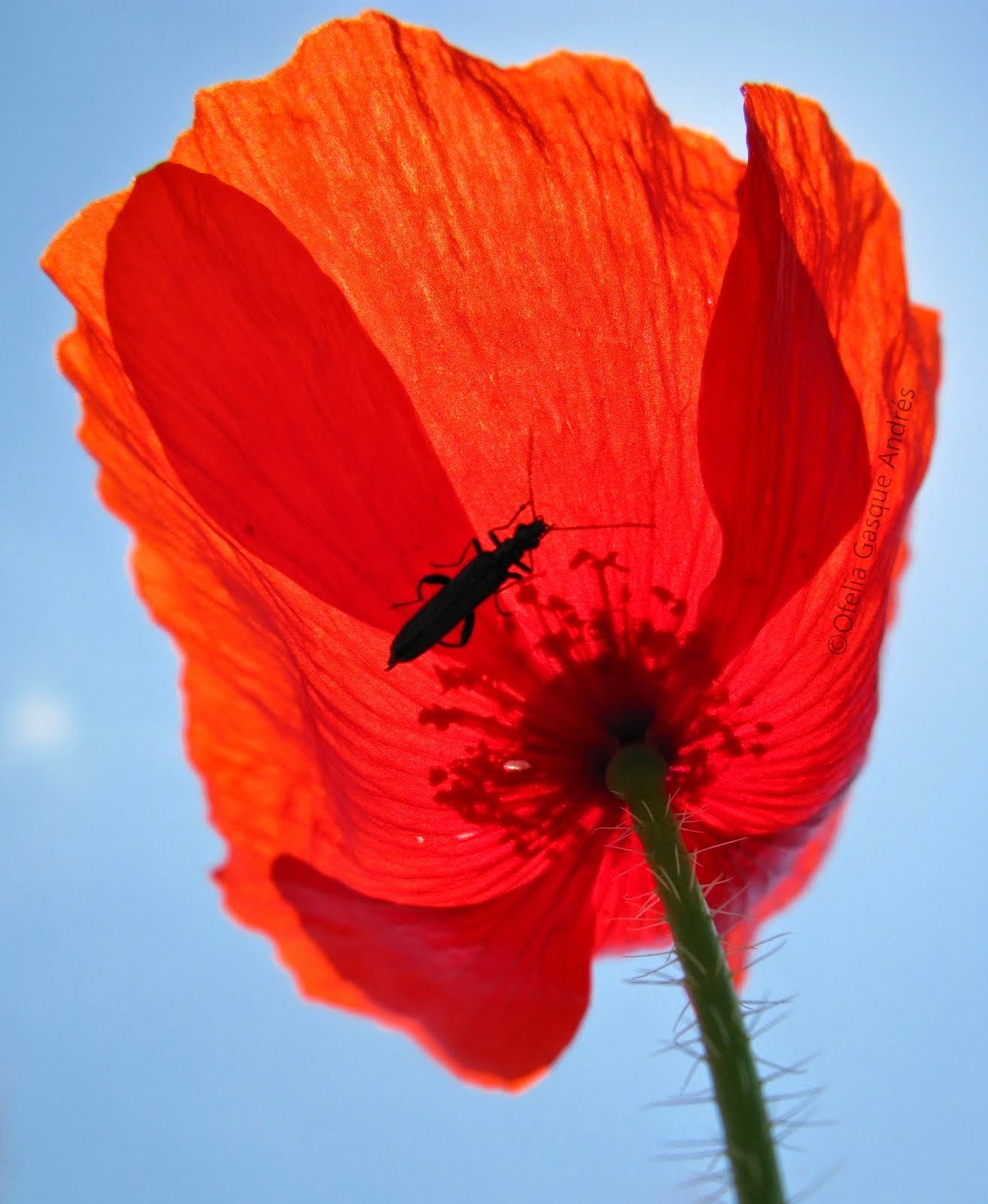 Amapola_Tgn: The Ultimate Guide (Finally!) - obr7qef