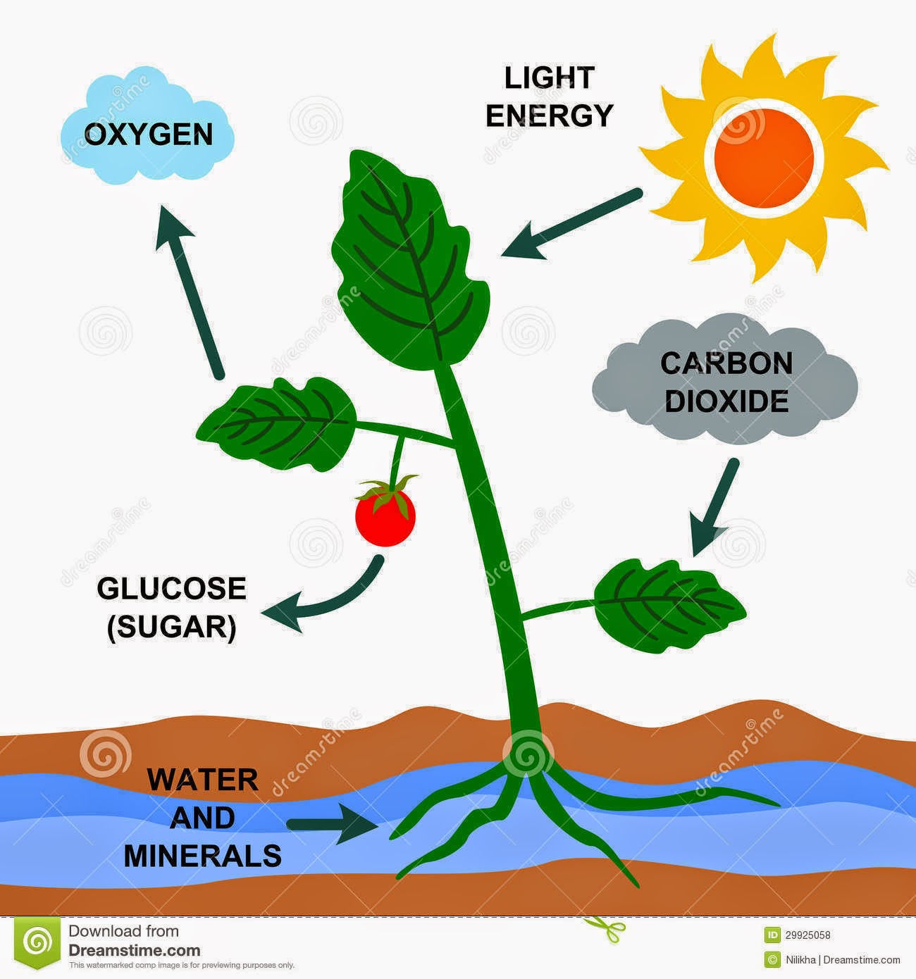 clipart photosynthesis - photo #24
