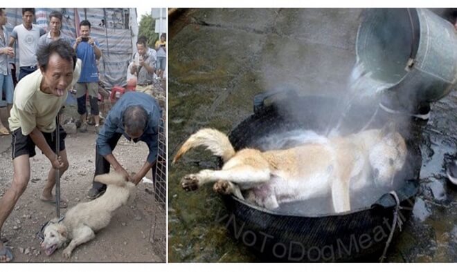 Take Action Now! Chinese Dog Eating Festival Starts In Just 3 Months