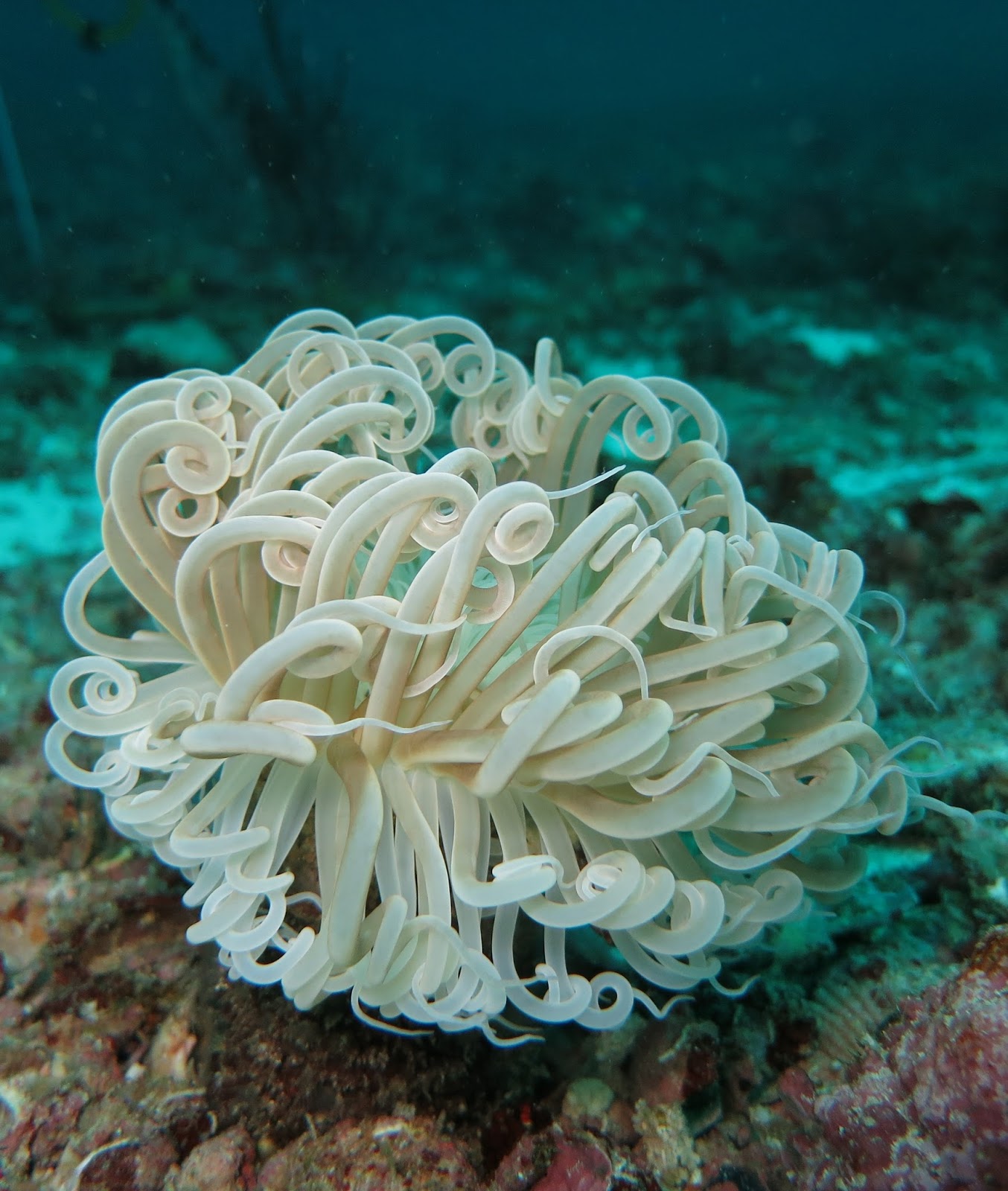 Picture of a soft coral.