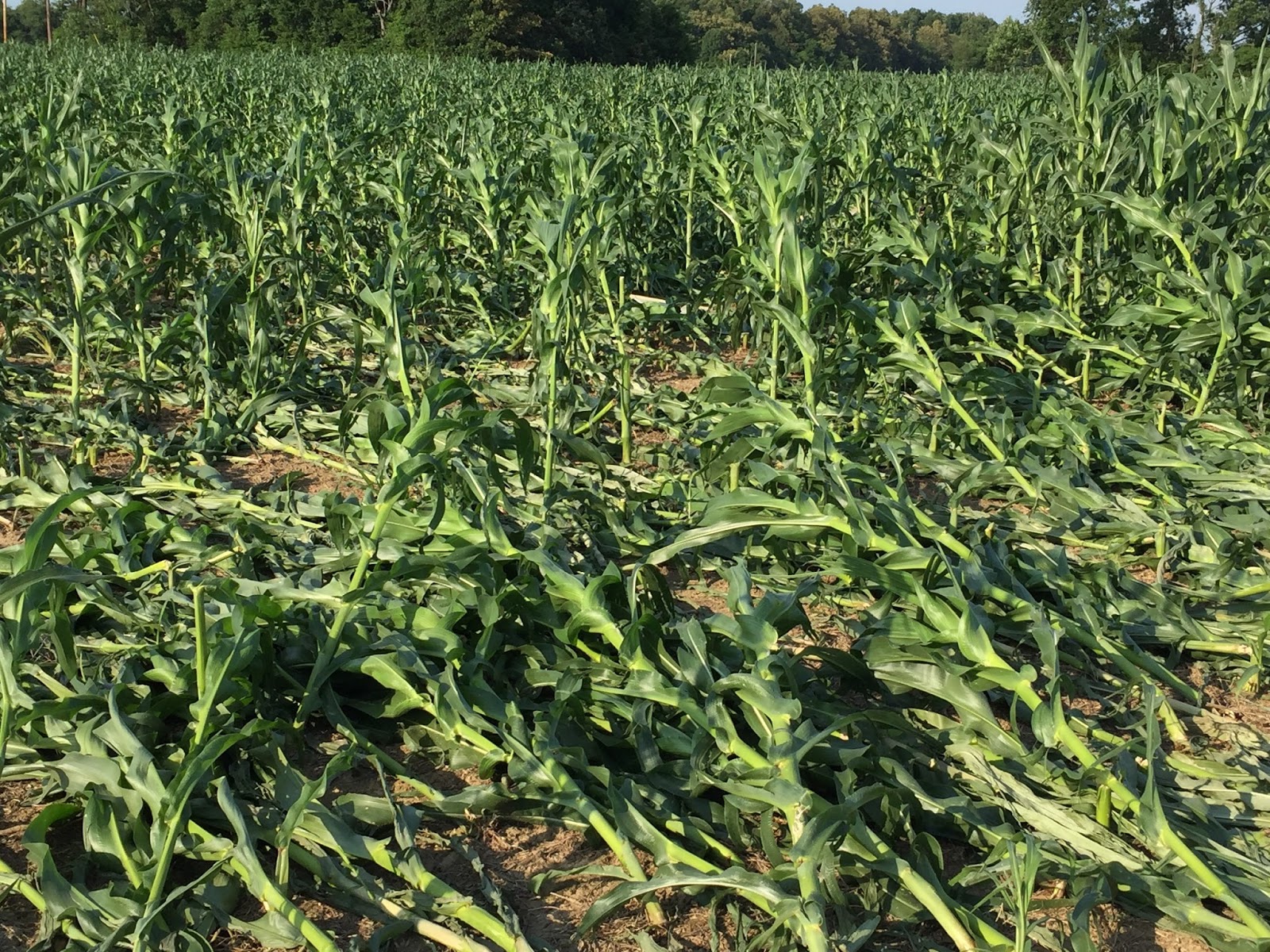 Grain Crops Update Corn Blown Down in Western Kentucky