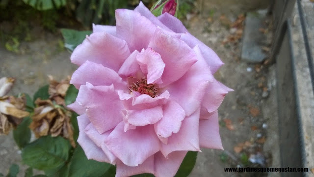 planta, rosal de flor violeta