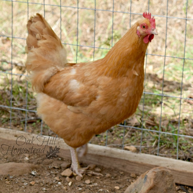A buff Orpington hen inside the poultry run.
