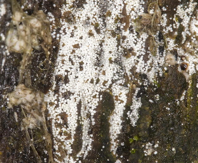 Myxomycete. Trichia species. Hayes Common, 18 November 2016. Myxomycete. Trichia species. Hayes Common, 18 November 2016.