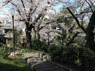 Motomachi Park sakura