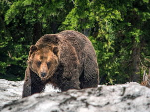 Discover Your World — Ursidae / Bears