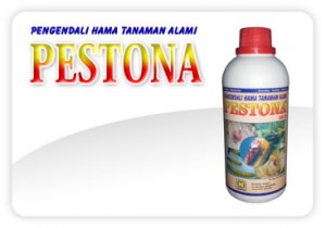pestona nasa pestona nasa