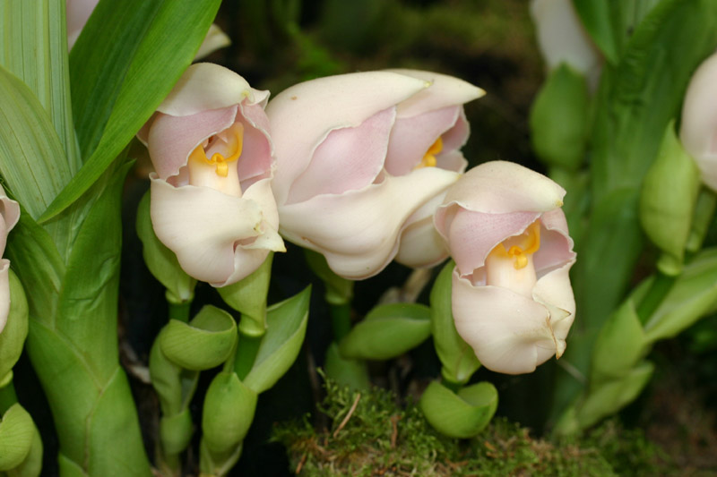 Amazing Botanical World SWADDLED BABY PLANT A PLANT WITH FLOWERS