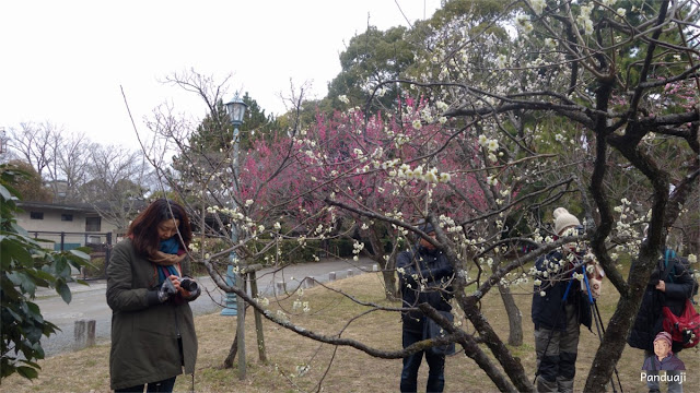 Orang Orang rebutan Spot Foto Bunga Plum Orang Orang rebutan Spot Foto Bunga Plum