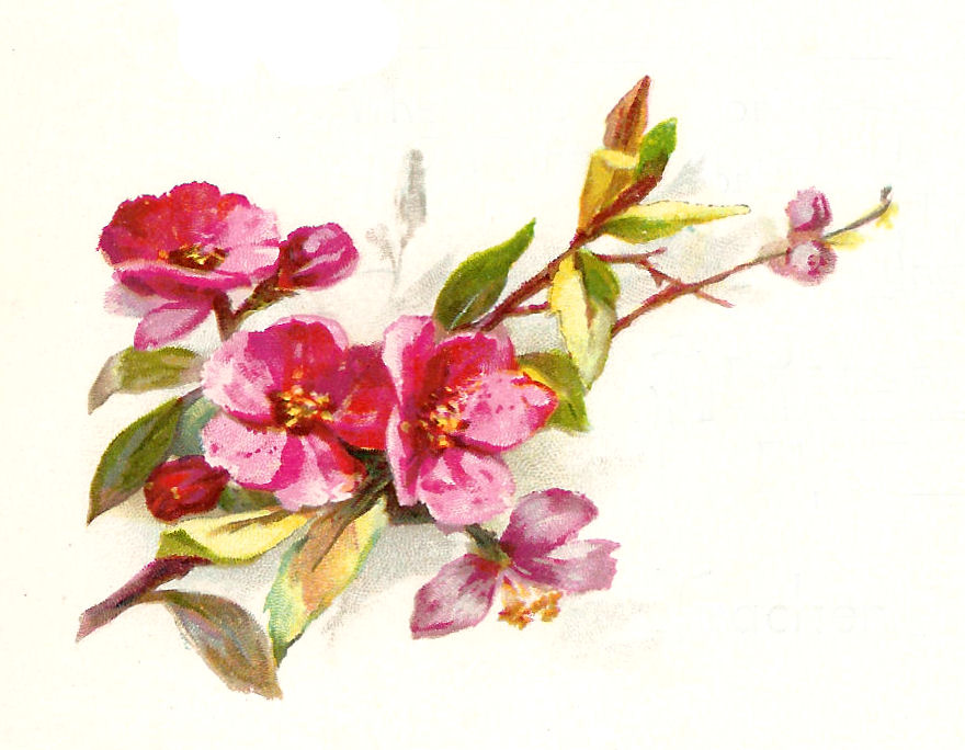 Vintage Flower Illustration 121