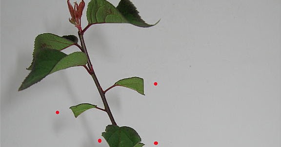 盆栽徒然草 梅の花芽と葉芽