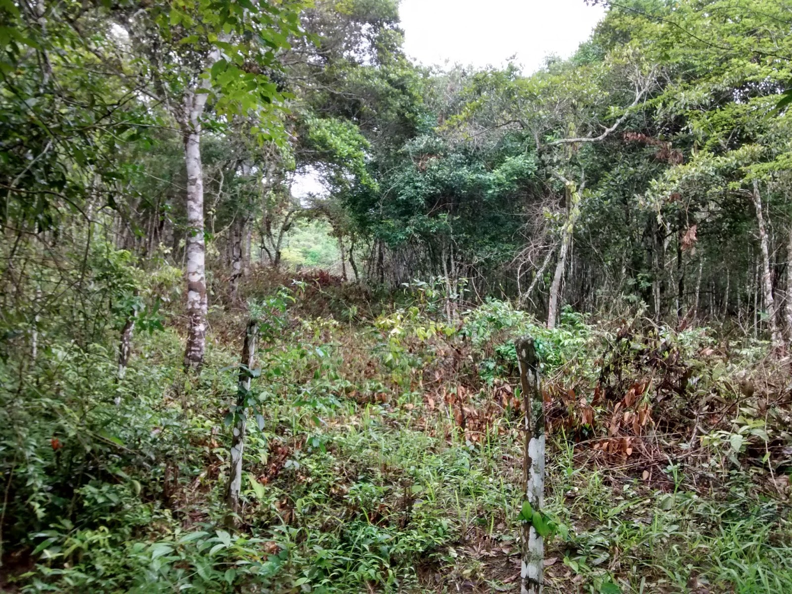 PARTE DA MATA NATIVA É DESTRUIDA