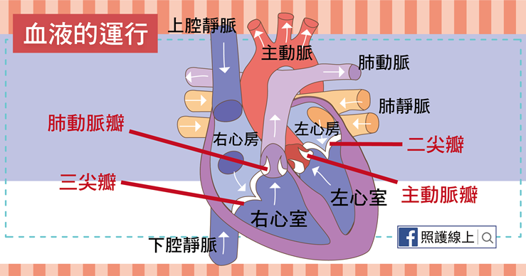 維繫生命的薄膜– 心臟瓣膜疾病（懶人包） - 照護線上