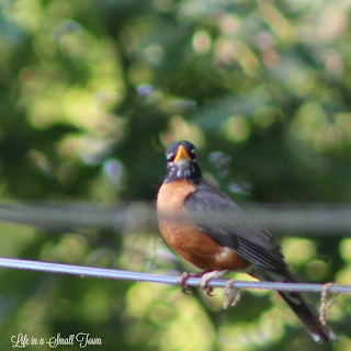 A robin perched on a wire