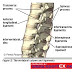 All Of information curvatures of the vertebral column